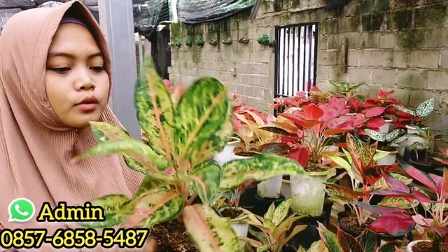 SUPER MURAH OBRAL AGLONEMA TANIAN SENDIRI !! HARGA BUNGA AGLONEMA TERBARU AGLONEMA MURAH смотреть онлайн