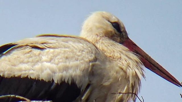 Укротитель змей смотреть онлайн