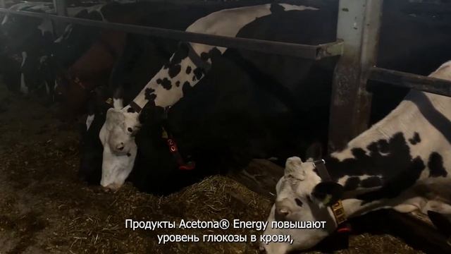 Acetona® Energy для новотельных коров смотреть онлайн