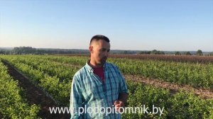 ВИШНЯ, ЧЕРЕШНЯ, ДЮК. Подвои для вишни, черешни, дюка, используемые для выращивания саженцев.