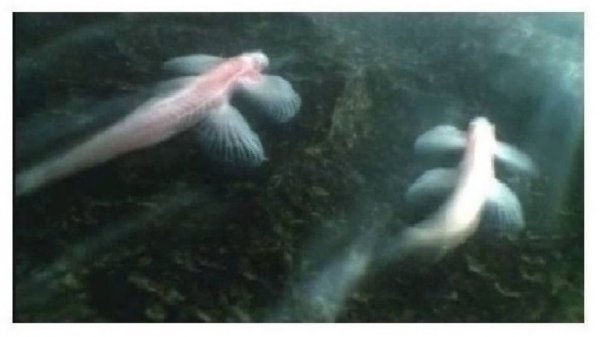 2-1-2+++  Вода как базовая структура для земной жизни