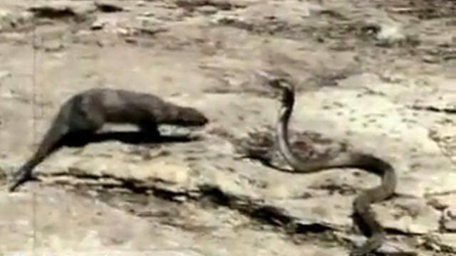 Mongoose Attacking an Asian Cobra (Britannica.com) смотреть онлайн