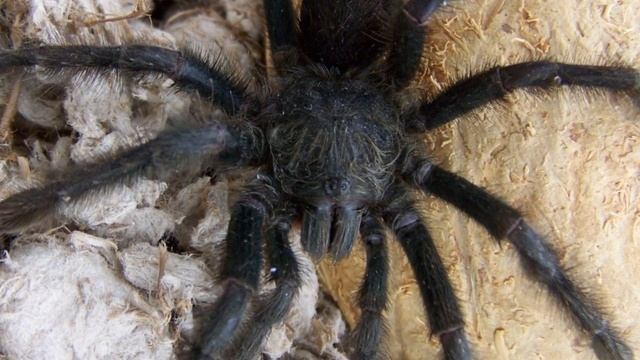 Large Tarantula Spiders смотреть онлайн
