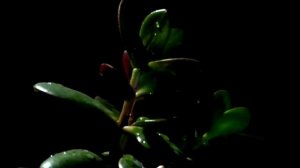 Фильм «Правила денег» ("Rules of money") Джона Смита и Эрика Риксона.