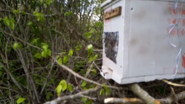 Разведка у ловушки смотреть онлайн