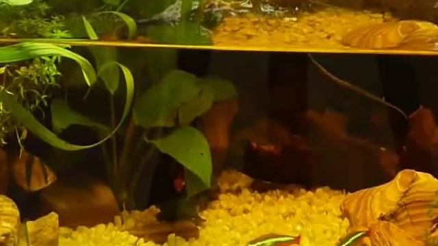 Paludarium смотреть онлайн