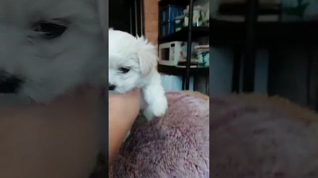 мальтезе щенки продаю. контакты смотрите malutka-chihyahya.narod.ru смотреть онлайн