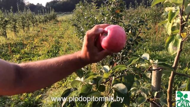 Яблоня сорт Женева ранняя (Early Geneva) / Ранние летние сорта яблонь смотреть онлайн