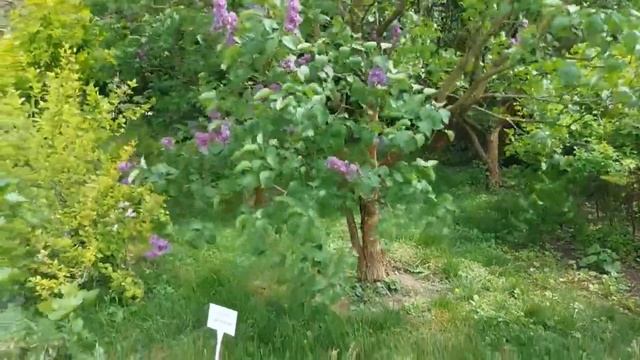 Парад пионов. В Батаническом Саду разгар цветения сирени смотреть онлайн