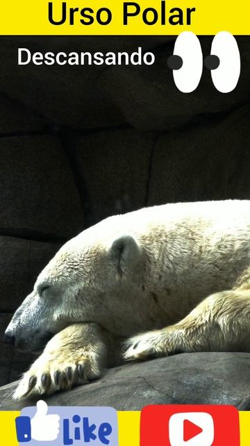 Urso Polar lindo demais! música de fundo. #Shorts. смотреть онлайн