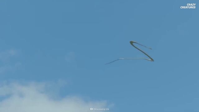 These Terrifying Snakes Can Fly смотреть онлайн