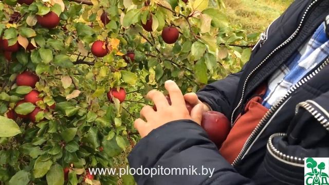 Яблоня сорт Поспех смотреть онлайн