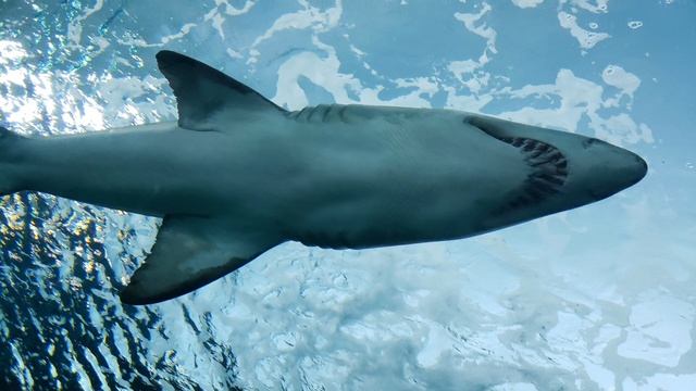 Great White Shark смотреть онлайн