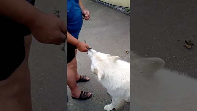 Овчарка ест йошту!!!! смотреть онлайн