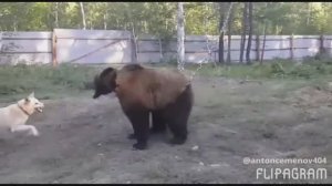 Питомник якутских лаек Байанай.