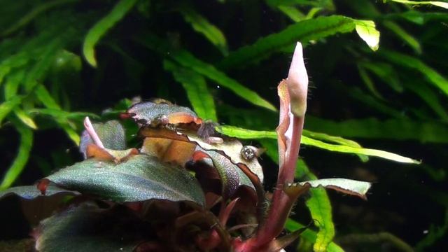 Bucephalandra sp.T-4 зацвела смотреть онлайн