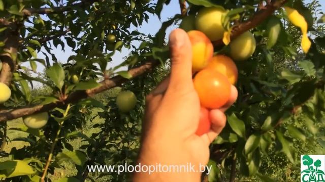 Алыча сорт Мара смотреть онлайн