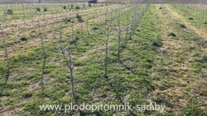 ПРАВИЛЬНАЯ обрезка ЯБЛОНЬ весной в питомнике плодовых деревьев и растений Сад для начинающих