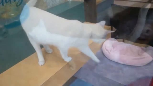 Meet Isotope & Joule! 200728 смотреть онлайн