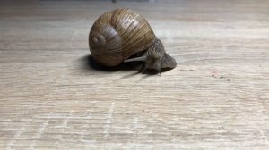 Чем кормить ВИНОГРАДНУЮ улитку