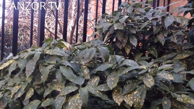 ИТАЛИЯ: Мой Императорский Завтрак в Римской Коммуналке... ROME ITALY смотреть онлайн