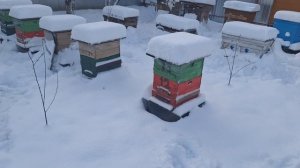 Весна на пасеке.