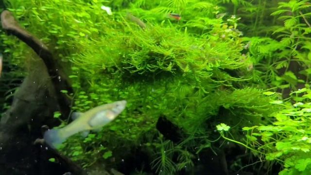 Aquael Glossy 135L смотреть онлайн