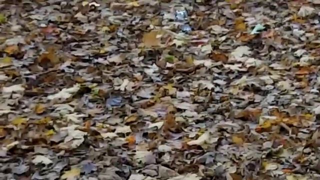 md v3i 5 смотреть онлайн