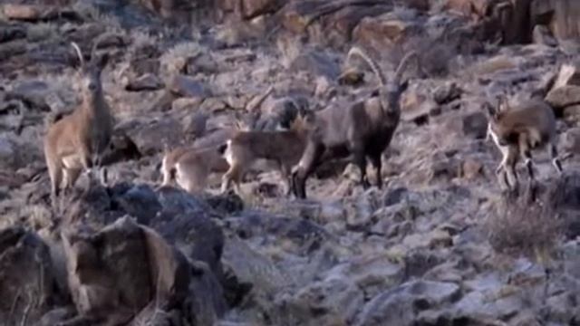 Нахчир кийик смотреть онлайн
