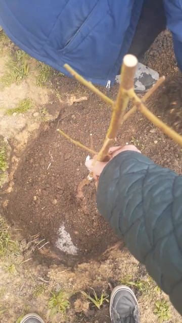 Закладка ещё одного персикового сада смотреть онлайн