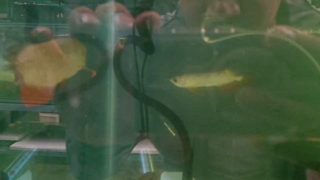 Exploring Cichlid Crazy Nepal Fish Stock |Biggest Aquarium Fish Store In Nepal| #aquariumfish #fish