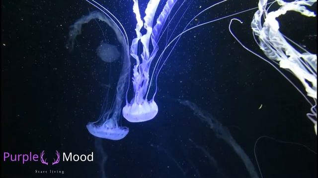 🟡WATER SOUNDS WITH ALPHA WAVES | DEEP WORK | 13 HZ ALPHA WAVES | RELAXATION MUSIC | BINAURAL BEATS🟡 смотреть онлайн