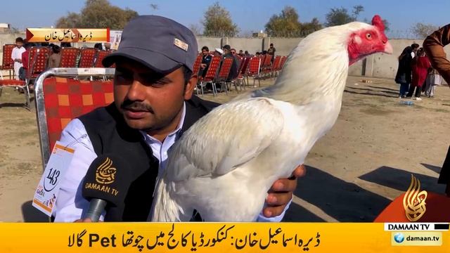 Pet Gala | Dera Ismail Khan | Animal Lovers| Dog Lover| Parrot| Cock| Cats Show| Beautiful Cats|Der смотреть онлайн
