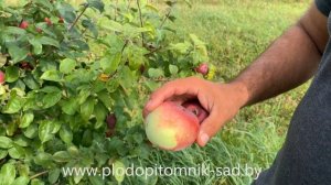 Яблоня сорт Алеся. Самый востребованный промышленный  сорт яблок белорусской селекции.