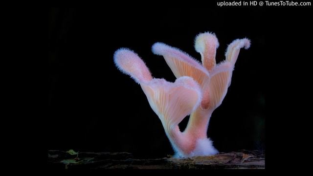 V.A.L.I.S. - Zenbaba смотреть онлайн