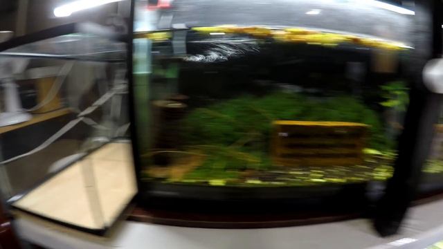 Shrimp Tank Setup February 2020 - - Shrimp Keeping смотреть онлайн