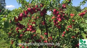 Алыча крупноплодная сорт Комета кубанская, плодоношение в 2015