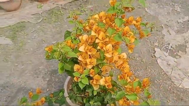 Bougainvillea Mahara Red/Subra/Mira Red /Yellow Mohan #plant #bougainvillea #kolkatanursary