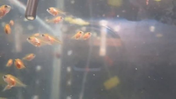 МАЛЁК СКАЛЯРИИ 16 ДНЕЙ