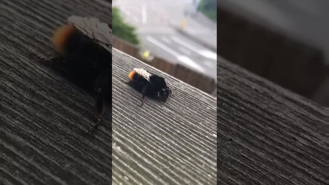 Ты будешь в шоке!!!! Шмель меня не боится!!!! смотреть онлайн