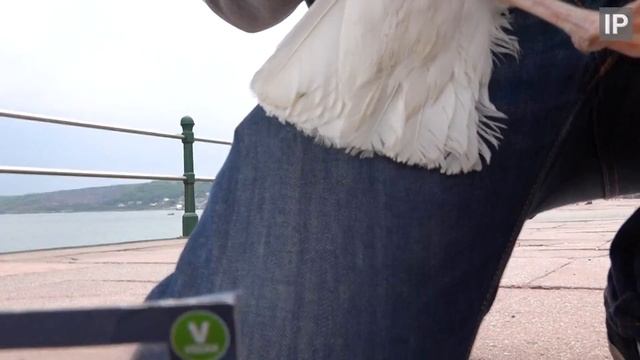 Herring Gull Rescue - Fishing line removed from leg - Cornwall смотреть онлайн