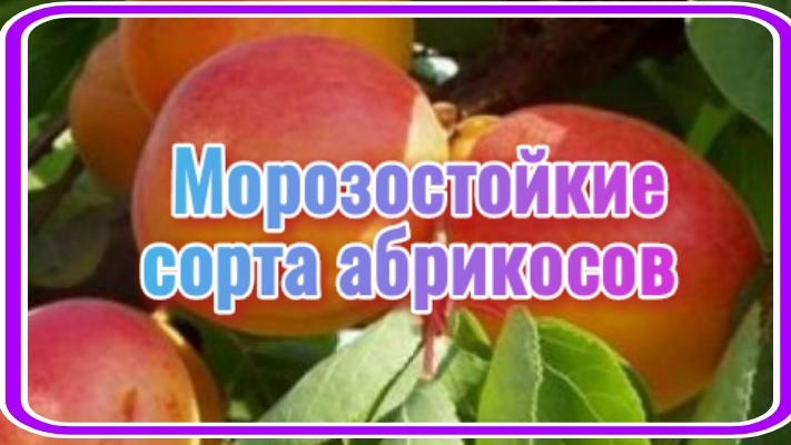 Топ7. Зимостойкие абрикосы. смотреть онлайн