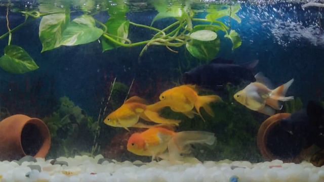 Sid's Aquarium - Added aquarium led lamp X7 смотреть онлайн