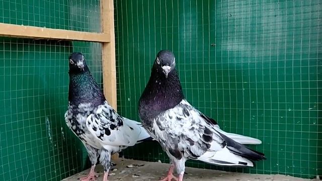 Resulted Breeder Pair High Flyer Top Quality Pigeons смотреть онлайн