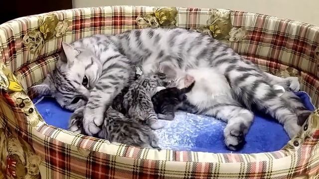 Британские котята родились 2 апр.2016г. http://gala-cat.ru смотреть онлайн