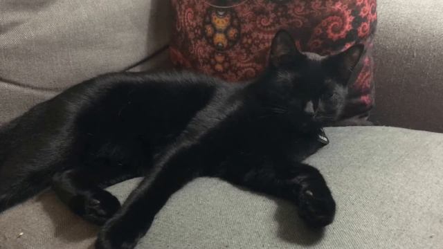 Kegan, Artemis & Nita -- a video смотреть онлайн