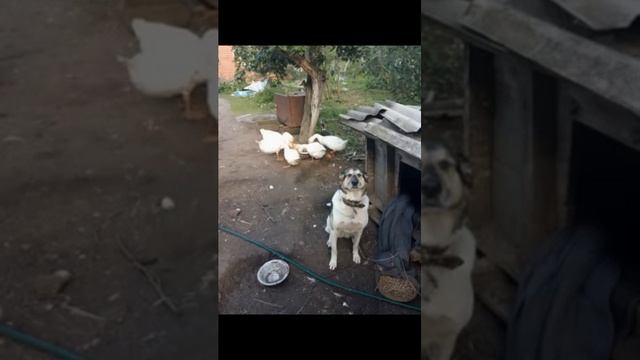 Муларды смотреть онлайн