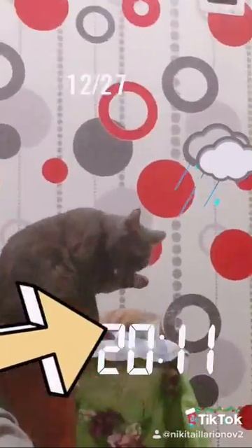 Прикол кошка поёт песню на улице дубак смотреть онлайн