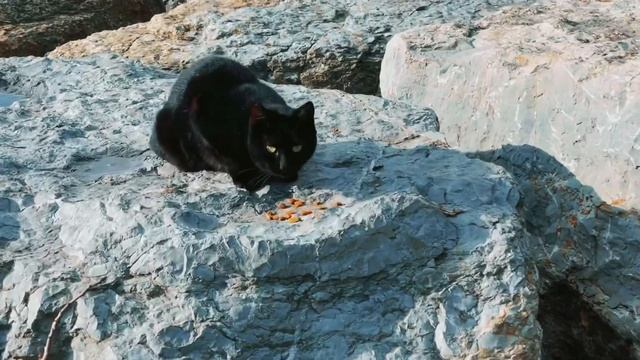 ТУРЕЦКАЯ ЕВРОПА И КОТЫ смотреть онлайн