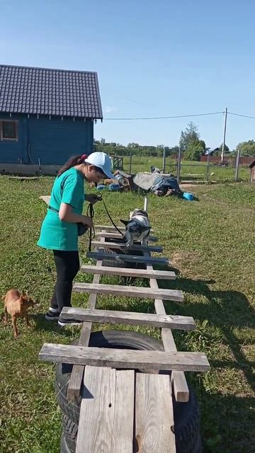 #щенки #питомник #купить #family #корги #historu смотреть онлайн